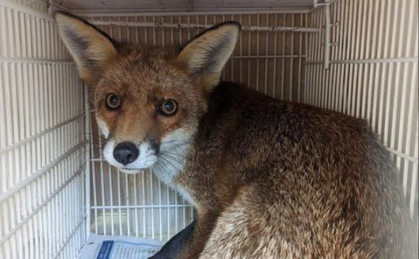 The scared fox that spent a night locked inside the Pawsitive Cafe in Westbourne Grove, Lo<em></em>ndon on Saturday October 14. Photo released October 21 2023. See SWNS story SWMRcafe. A terrified fox needed rescuing by the RSPCA after it fell through the roof of a cafe and became trapped inside overnight. The mischievous animal caused extensive damage by ripping up chairs as it tried in vein to escape after plunging through a roof hatch. Alicia Ung, founder of the Pawsitive Cafe in Westbourne Grove, London, was shocked to find the scared fox when she opened up last Sunday morning.